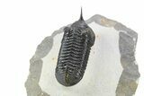 Beautiful, Morocconites Trilobite Fossil - Ofaten, Morocco #253574-5